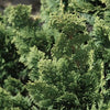 Improved Chinese Chestnut (CASTANEA MOLLISSIMA IMPROVED) - 3 gallon RP