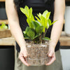 Houseplant Chunky Mix