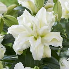 LILIUM 'ROSELILY ZETA'  19CM