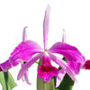 Cattleya purpurata Flamea .
