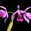 Cattleya purpurata Flamea .