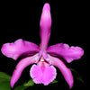 Laeliocattleya Elizabeth Chen