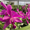 Laeliocattleya Daya L. Portilla