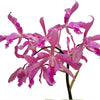 Laeliocattleya Daya L. Portilla