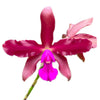 Laeliocattleya Eduardo Andrade