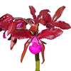 Laeliocattleya Eduardo Andrade