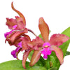 Laeliocattleya Gigi Portilla