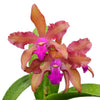 Laeliocattleya Gigi Portilla