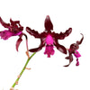 Laeliocattleya Gualaceo Bicentenario