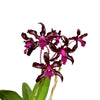 Laeliocattleya Gualaceo Bicentenario
