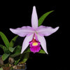 Laeliocattleya Interceps
