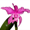 Laeliocattleya Margaret Ackerley