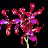 Laeliocattleya Mi Morena