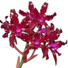 Laeliocattleya Mi Morena