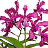 Laeliocattleya Michelle R. Aponte