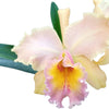 Rhyncholaeliocattleya Maria Angamarca