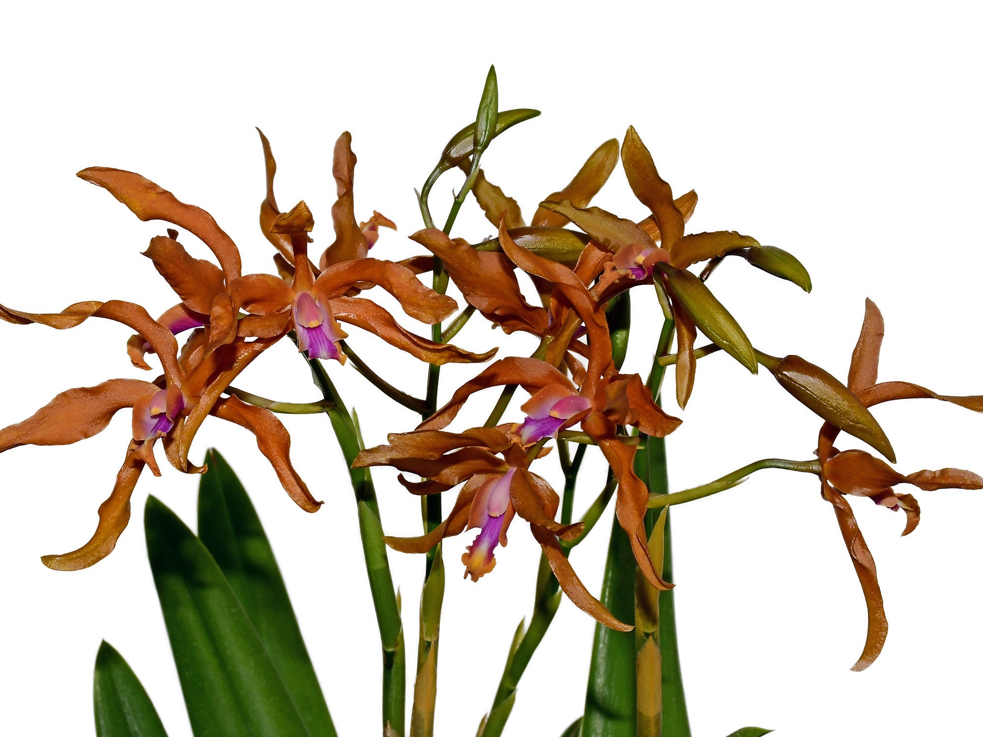 Laeliocattleya Ross Otto