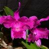 Laeliocattleya Maria