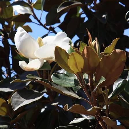 Little Gem Magnolia Tree (Magnolia grandiflora 'Little Gem') - 3 gallon