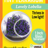 Flowering Tiny Terrariums Bundle - 1 each of 6 Varieties