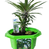 Matt 'The Mini Palm' Madagascar Micro Dome Terrarium