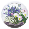 Fairy Triad Glass Terrarium Seed Starting Kit