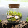 MossBowl- Grow Your Own Beautiful Moss Garden, Complete Kit Come with 3 Mosses!