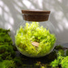 MossBowl- Grow Your Own Beautiful Moss Garden, Complete Kit Come with 3 Mosses!