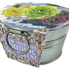 Pail of Peace - Grow Your Own Succulents Multipack of 3