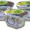 Pail of Peace - Grow Your Own Succulents Multipack of 3