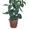 Hot Peppers Plant-It-Starters - Multipack of 4
