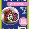 Flowering Tiny Terrariums Bundle - 1 each of 6 Varieties