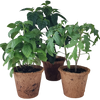 Plant-It-Starters 4 Variety Pack - 1 of Each