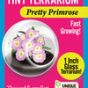 Flowering Tiny Terrariums Bundle - 1 each of 6 Varieties