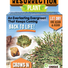 Resurrection Plant -  Multipack of 3