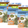 Resurrection Plant -  Multipack of 3