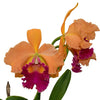 Rhyncholaeliocattleya Maria Angamarca