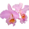 Rhyncholaeliocattleya Apopka x Slc. Misty Girl Autumn Symphony 4385