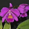 Rhyncholaeliocattleya Carmelita de Arosemena
