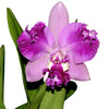 Rhyncholaeliocattleya Cholita Cuencana