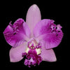 Rhyncholaeliocattleya Cholita Cuencana