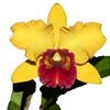 Rhyncholaeliocattleya Eugene Banziger
