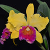 Rhyncholaeliocattleya Eugene Banziger