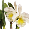 Rhyncholaeliocattleya Grace Carmen Tolentino
