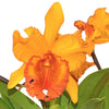 Rhyncholaeliocattleya Hubert Garton
