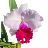 Rhyncholaeliocattleya Izumi Carol