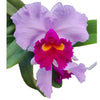 Rhyncholaeliocattleya Izumi Carol