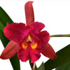Rhyncholaeliocattleya Kiat Tan