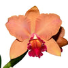 Rhyncholaeliocattleya Kiat Tan