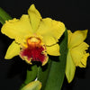 Rhyncholaeliocattleya Lawless Romeo Delight